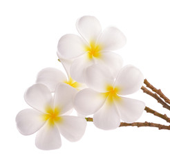 Fototapeta na wymiar frangipani flowers on white background