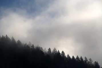 Ombres et brouillard