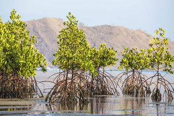 Mangrove trees