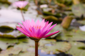 Lilies in pond