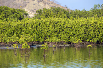 Mangrove trees