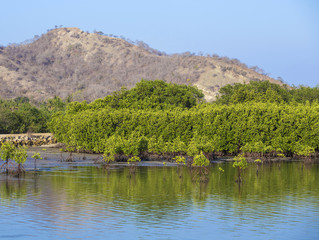 Fototapeta na wymiar Mangrove trees