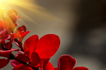 Red leaves in autumn