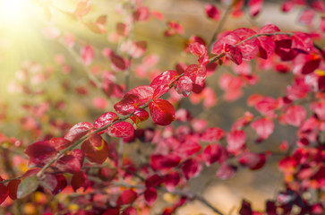Red leaves in autumn