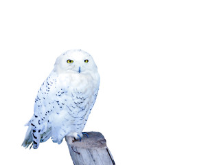 White snowy owl sitting on a tree stump