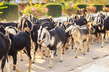 herd of goats on road in Vietnamese city in morning