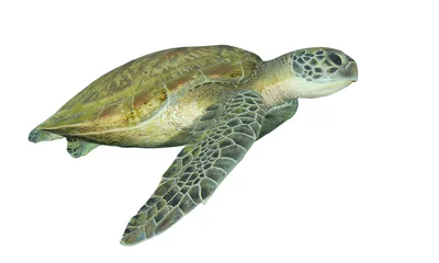 Papier Peint photo autocollant Tortue Green Sea Turtle isolated on white