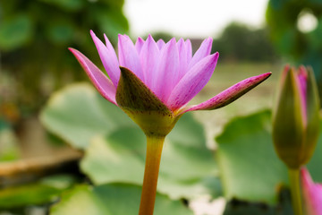 Fototapeta premium Lilies in pond