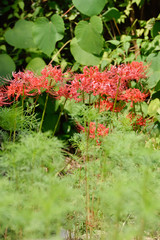 Lycoris radiata
