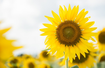 Obraz premium sunflower