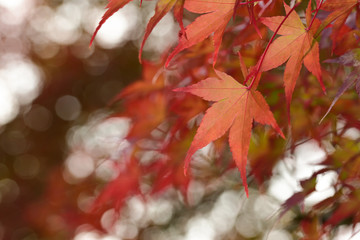 Naklejka na ściany i meble Autumn leaves 