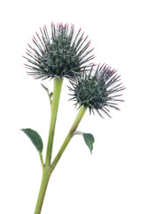 two burdock buds isolated on white