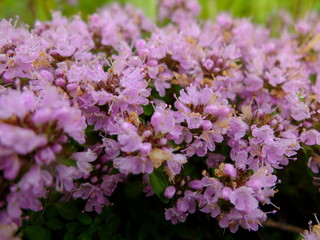 イブキジャコウソウ　ピンクの花　小さな花