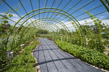 vegetable kiosks in the garden