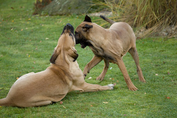 two female of Fila Brasileiro (Brazilian Mastiff)