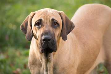female of Fila Brasileiro (Brazilian Mastiff)