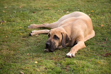 female of Fila Brasileiro (Brazilian Mastiff)