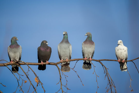 pigeons sitting on the branch