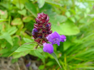 タテヤマウツボグサ　花