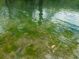 森の中の水辺　沼　池