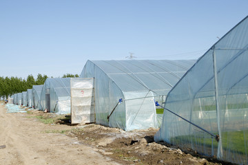 The rice seedling in the greenhouse