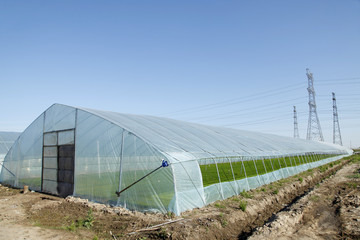 Fototapeta premium The rice seedling in the greenhouse