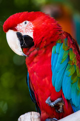 colorful parrot