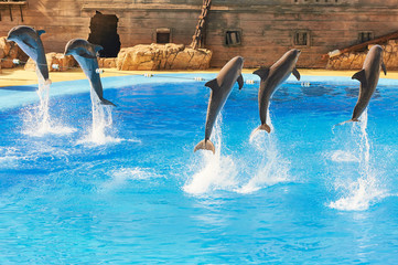 a group of dolphins jumping at the same time in a blue water pool