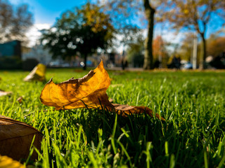 Fall leaves and street background