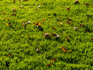 Fall leaves and street background