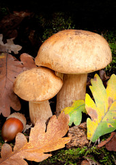 Beautiful Boletus Edulis specimens