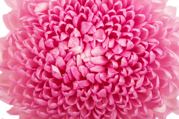 Beautiful purple chrysanthemum close up