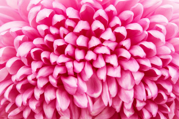 Beautiful purple chrysanthemum close up