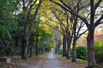 京都　伏見濠川遊歩道