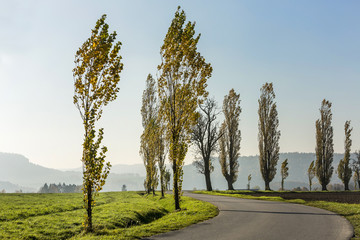 Avenue of poplars by rocky massif Lilienstein