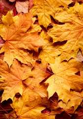 Naklejka na ściany i meble autumn background with maple leaves