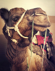 Camel in the Thar Desert Transpotation Heat Concept