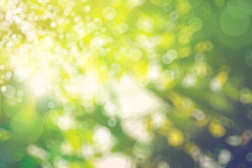 Obraz premium abstract natural blur background, defocused leaves, bokeh