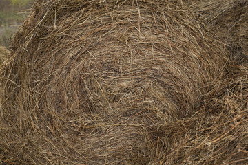 fresh hay bale