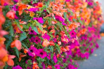 Beautiful pink, yellow, red flowers background