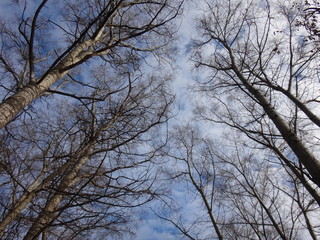 Верхушки деревьев на фоне голубого неба поздней осенью