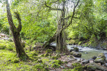 River in dschungle of Panama