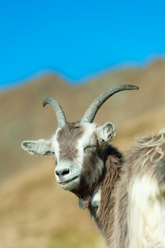 Goat With Eyes Closed