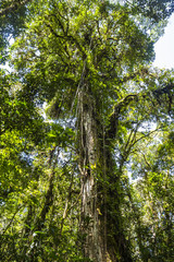 Fototapeta premium Panama djungle on Quetzal Trail