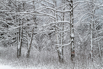Fototapeta premium Winter forest