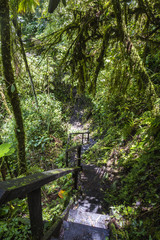 Panama djungle on Quetzal Trail