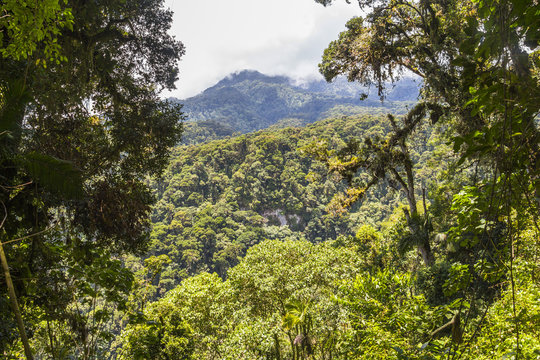 Panama Djungle On Quetzal Trail