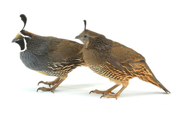 California Quail