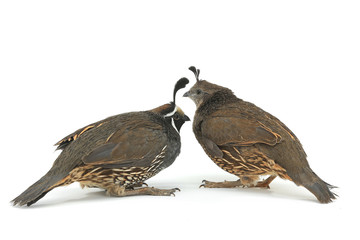California Quail