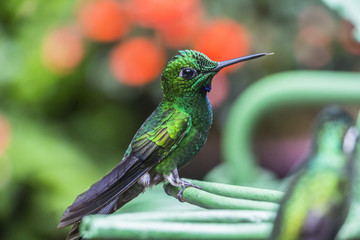 Fototapeta premium Green hummingbird in Costa Rica